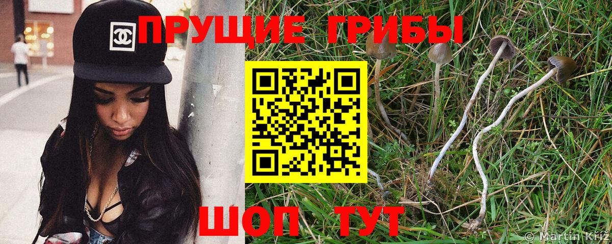 Псилоцибиновые грибы мицелий  купить наркотик  Вход с VPN  Саров  Псилоцибиновые грибы мицелий 